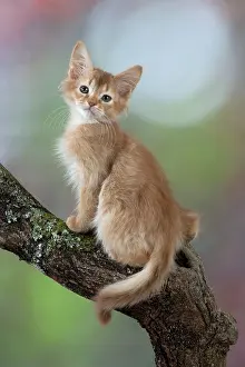 Somalis: Cat Somali 7 week old kittens