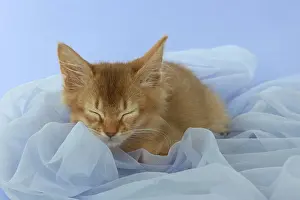Asleep: Cat Somali 7 week old kittens