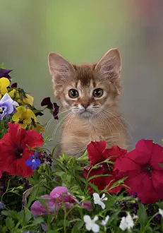 Somalis: Cat Somali 8 week old kitten