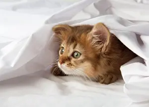 Somalis: Cat Somali 9 week old kitten