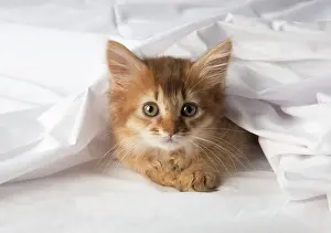 Somalis: Cat Somali 9 week old kitten