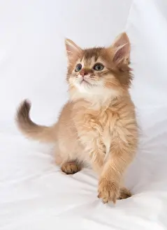 Somalis: Cat Somali 9 week old kitten
