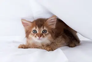 Somalis: Cat Somali 9 week old kitten