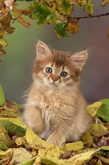 Somalis: Cat Somali 9 week old kitten with autumn leaves