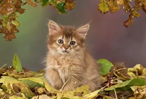 Somalis: Cat Somali 9 week old kitten with autumn leaves