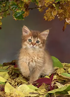 Somalis: Cat Somali 9 week old kitten with autumn leaves