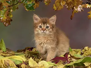 Somalis: Cat Somali 9 week old kitten with autumn leaves