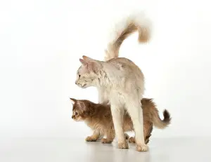 Somalis: Cat Somali adult & 9 week old kitten