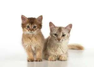 Somalis: Cat Somali adult & 9 week old kitten