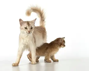 Somalis: Cat Somali adult & 9 week old kitten
