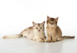 Somalis: Cat Somali adult & 9 week old kitten
