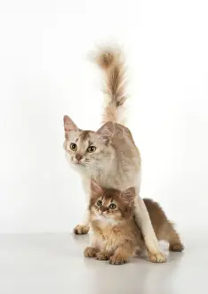 Snuggling: Cat Somali adult & 9 week old kitten