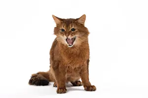 Meowing: Cat Somali aggressive posture