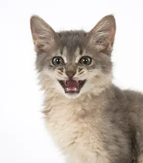 Meowing: Cat Somali (blue) 3 month old kitten