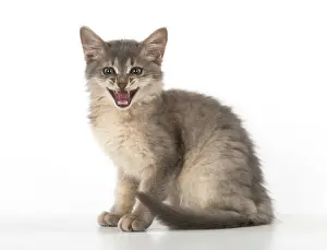 Speaking: Cat Somali (blue) 3 month old kitten