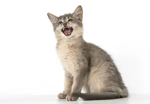 Speaking: Cat Somali (blue) 3 month old kitten