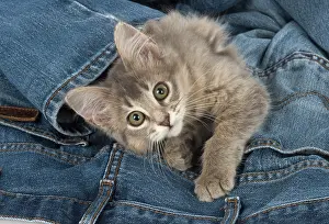 Clothes: Cat Somali (blue) 3 month old kitten
