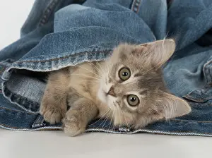 Clothes: Cat Somali (blue) 3 month old kitten