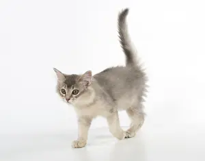 Lifting: Cat Somali (blue) 3 month old kitten