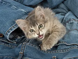 Clothes: Cat Somali (blue) 3 month old kitten