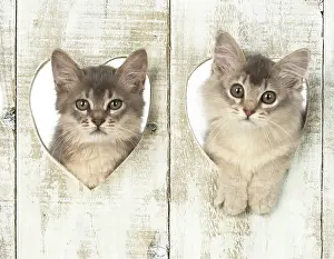 Somalis: Cat Somali (blue) 3 month old kittens