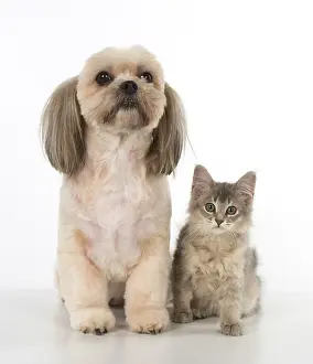 Lhasa: Cat Somali ( blue ) about 3 months old with X breed dog