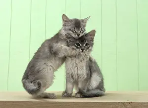 Hugs: Cat Somali (blue) 6 week old kittens