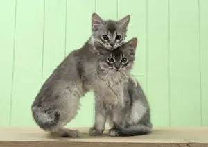 Hugs: Cat Somali (blue) 6 week old kittens