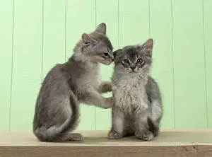 Secret: Cat Somali (blue) 6 week old kittens