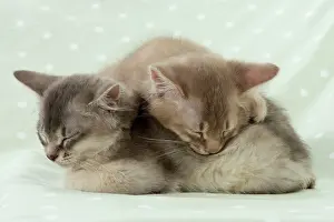 Hugs: Cat Somali (blue & fawn) 6 week old kittens