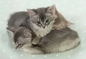 Hugs: Cat Somali (blue & fawn) 6 week old kittens