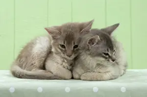 Hugs: Cat Somali (blue & fawn) 6 week old kittens