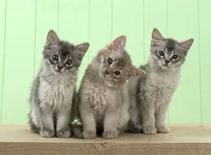 Cocked: Cat Somali (blue & fawn) 6 week old kittens