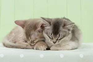Asleep: Cat Somali (blue & fawn) 6 week old kittens