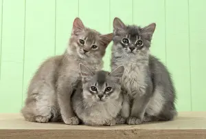 Somali: Cat Somali (blue & fawn) 6 week old kittens
