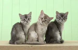 Cocked: Cat Somali (blue & fawn) 6 week old kittens