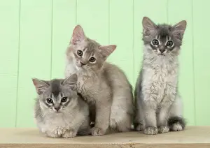 Somali: Cat Somali (blue & fawn) 6 week old kittens