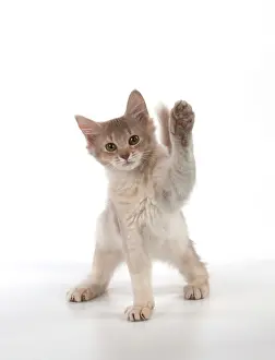 Salute: CAT Somali cat in action