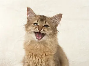 Speaking: Cat Somali, chocolate