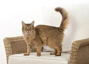 Chairs: Cat Somali, chocolate