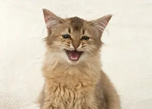 Speaking: Cat Somali, chocolate