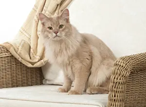 Chairs: Cat Somali, fawn