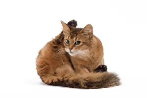 Yoga: Cat Somali grooming