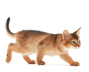 Slinking: Cat