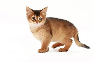 Crouching: Cat