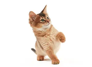 Shock: Cat