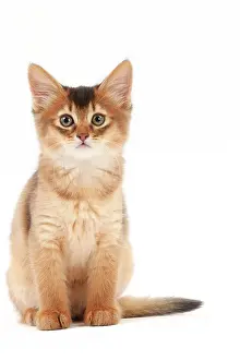 Somalis: Cat