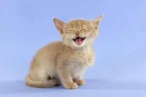 Crying: CAT Somali kitten (6 weeks old )