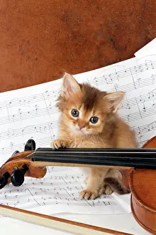 Instruments: CAT. Somali kitten ( 6 weeks old ) with music &