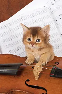 Instruments: CAT. Somali kitten ( 6 weeks old ) with music &